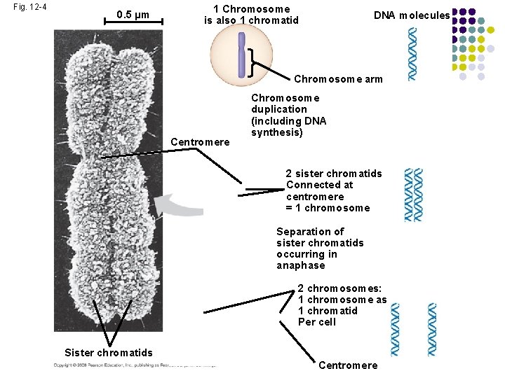 Fig. 12 -4 0. 5 µm 1 Chromosome is also 1 chromatid DNA molecules