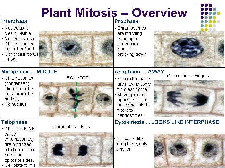 Interphase Plant Mitosis. Prophase – Overview • Nucleolus is clearly visible. • Nucleus is