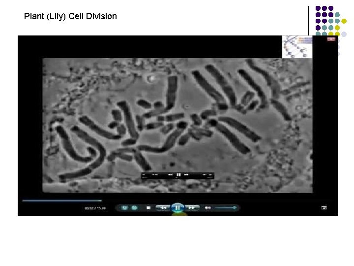 Plant (Lily) Cell Division 