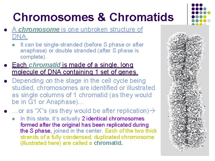 Chromosomes & Chromatids l A chromosome is one unbroken structure of DNA. l l