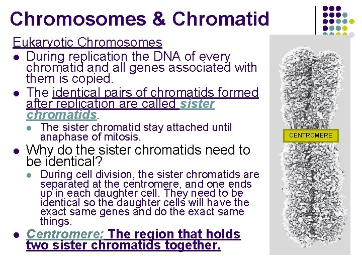 Chromosomes & Chromatid Eukaryotic Chromosomes l During replication the DNA of every chromatid and