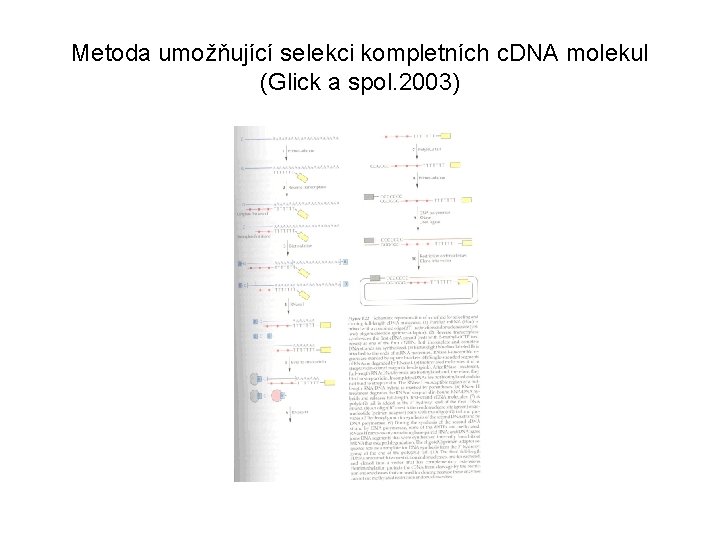 Metoda umožňující selekci kompletních c. DNA molekul (Glick a spol. 2003) 