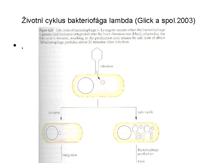 Životní cyklus bakteriofága lambda (Glick a spol. 2003) • . 