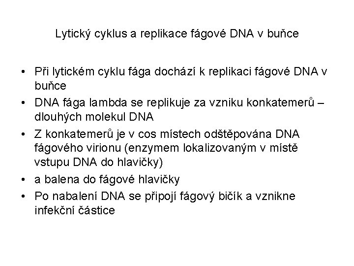 Lytický cyklus a replikace fágové DNA v buňce • Při lytickém cyklu fága dochází