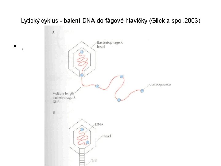 Lytický cyklus - balení DNA do fágové hlavičky (Glick a spol. 2003) • .