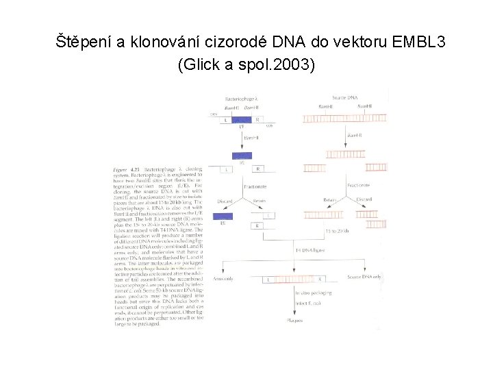 Štěpení a klonování cizorodé DNA do vektoru EMBL 3 (Glick a spol. 2003) 