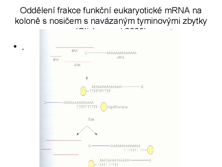 Oddělení frakce funkční eukaryotické m. RNA na koloně s nosičem s navázaným tyminovými zbytky