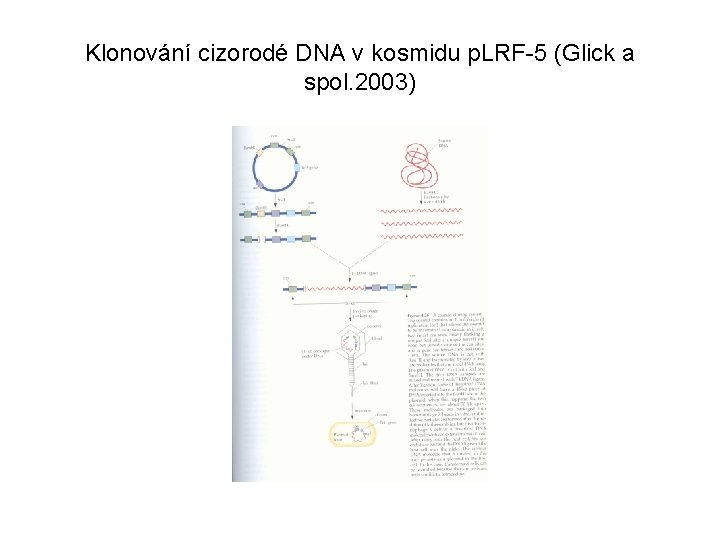 Klonování cizorodé DNA v kosmidu p. LRF-5 (Glick a spol. 2003) 