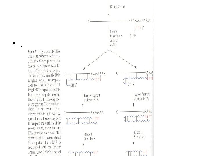 Syntéza c. DNA - schéma • . 