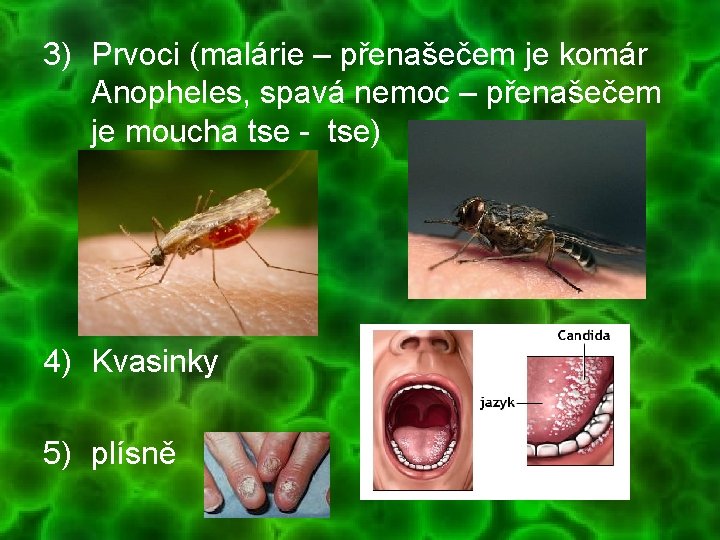 3) Prvoci (malárie – přenašečem je komár Anopheles, spavá nemoc – přenašečem je moucha