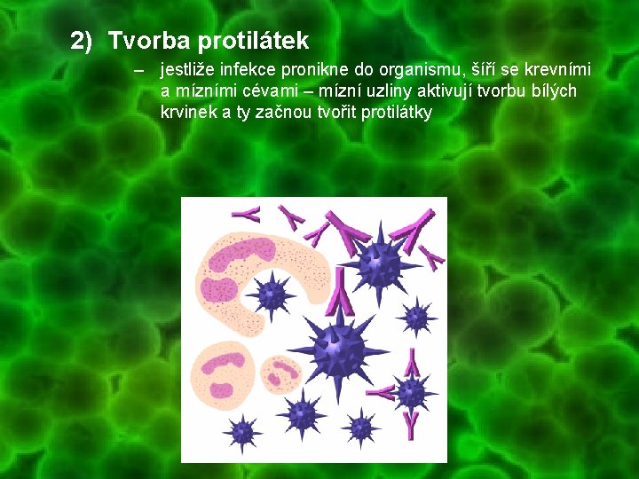 2) Tvorba protilátek – jestliže infekce pronikne do organismu, šíří se krevními a mízními