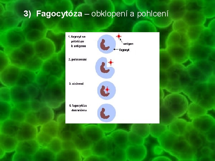 3) Fagocytóza – obklopení a pohlcení 