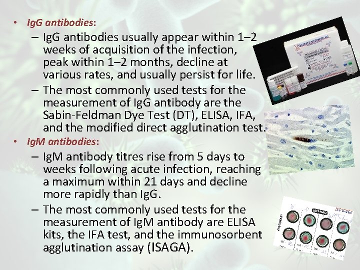  • Ig. G antibodies: – Ig. G antibodies usually appear within 1– 2