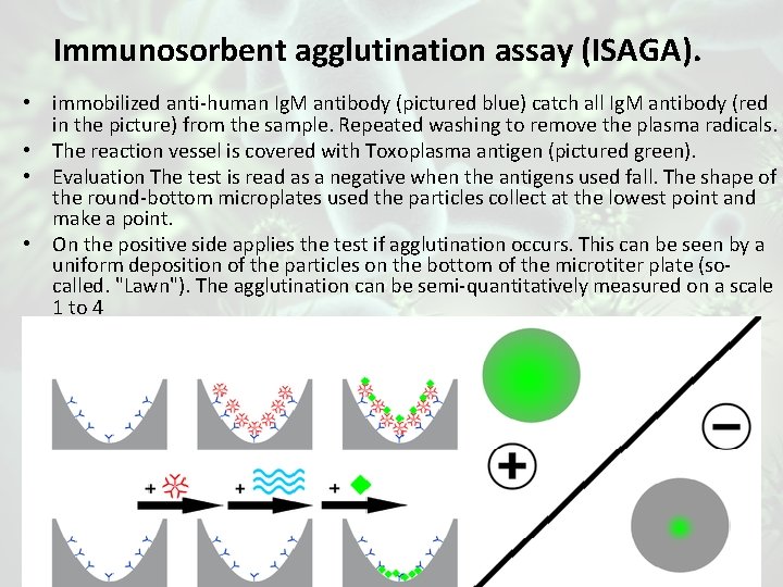 Immunosorbent agglutination assay (ISAGA). • immobilized anti-human Ig. M antibody (pictured blue) catch all