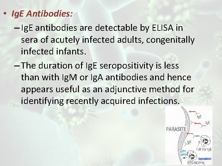  • Ig. E Antibodies: – Ig. E antibodies are detectable by ELISA in