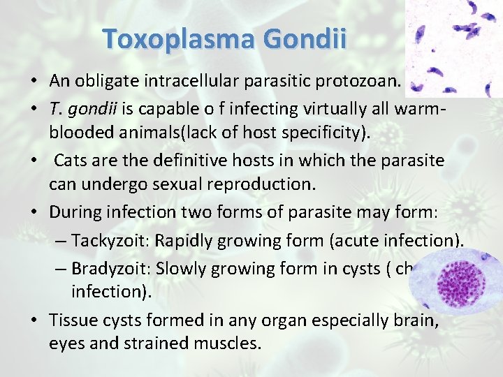 Toxoplasma Gondii • An obligate intracellular parasitic protozoan. • T. gondii is capable o