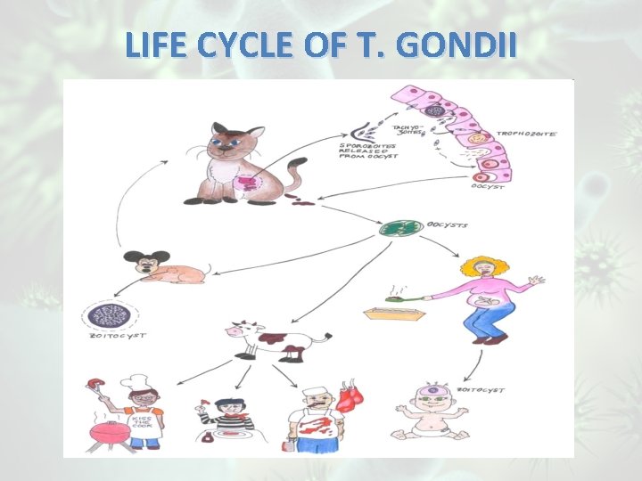 LIFE CYCLE OF T. GONDII 