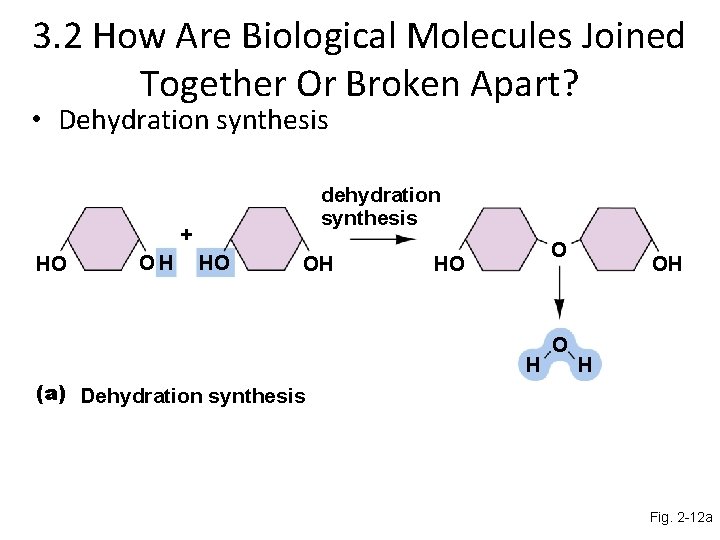 3. 2 How Are Biological Molecules Joined Together Or Broken Apart? • Dehydration synthesis