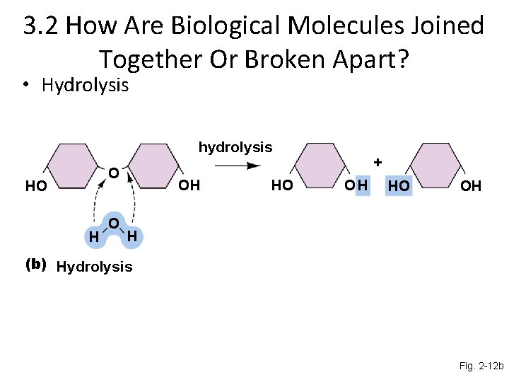 3. 2 How Are Biological Molecules Joined Together Or Broken Apart? • Hydrolysis hydrolysis