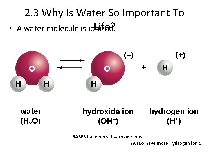  • 2. 3 Why Is Water So Important To Life? A water molecule