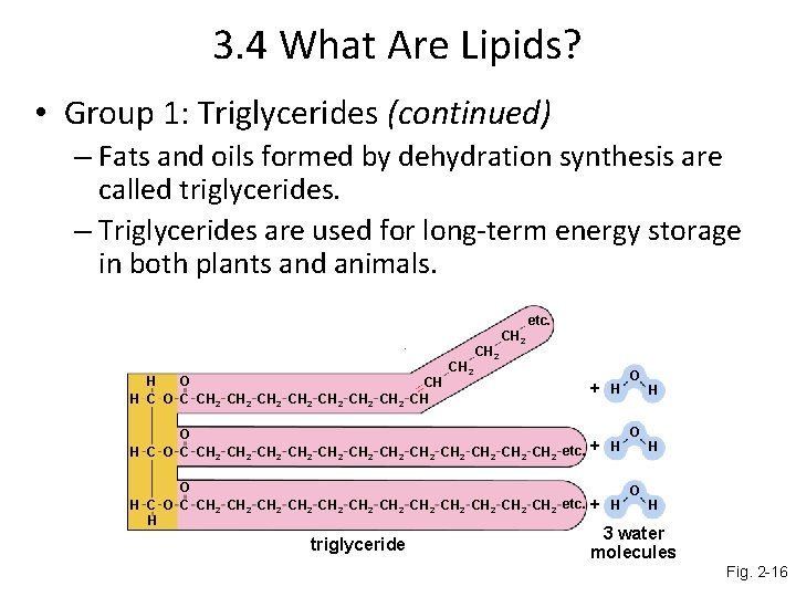 3. 4 What Are Lipids? • Group 1: Triglycerides (continued) – Fats and oils