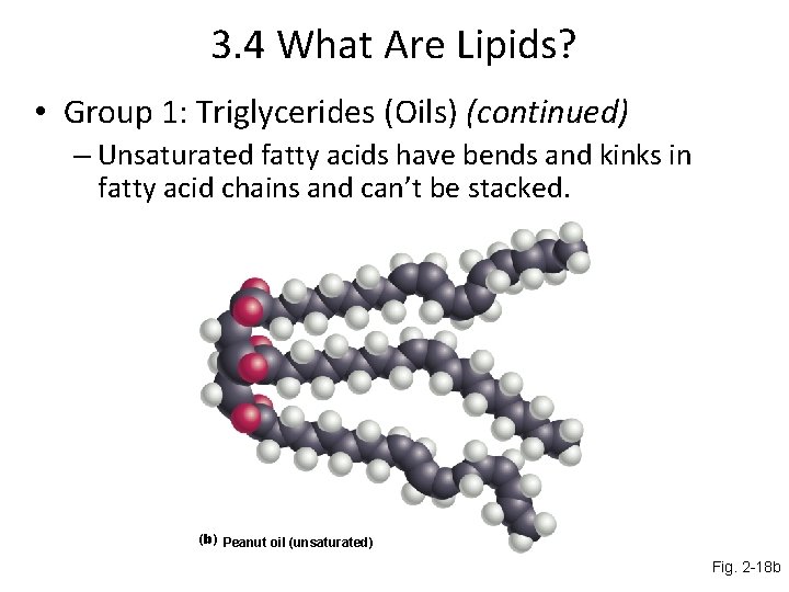 3. 4 What Are Lipids? • Group 1: Triglycerides (Oils) (continued) – Unsaturated fatty