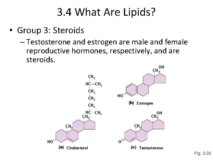 3. 4 What Are Lipids? • Group 3: Steroids – Testosterone and estrogen are
