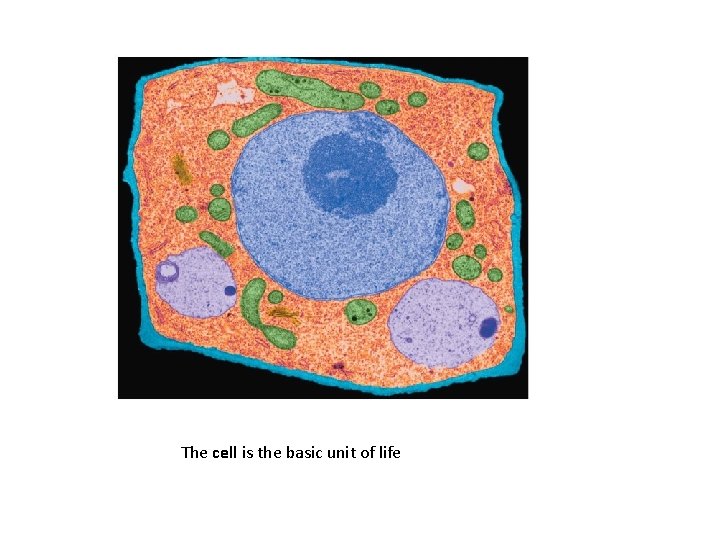 The cell is the basic unit of life 