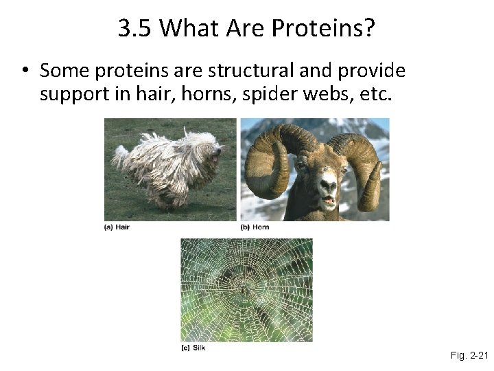 3. 5 What Are Proteins? • Some proteins are structural and provide support in