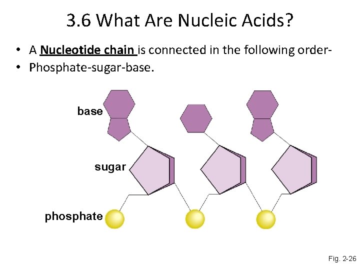 3. 6 What Are Nucleic Acids? • A Nucleotide chain is connected in the