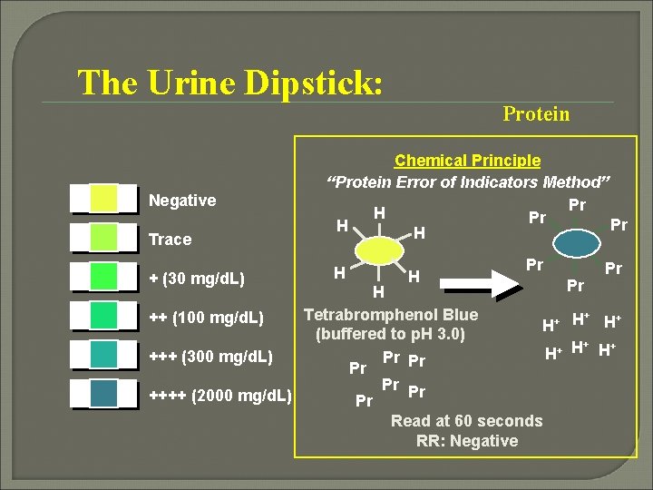 The Urine Dipstick: Negative Trace + (30 mg/d. L) Protein Chemical Principle “Protein Error