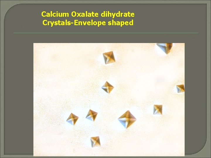 Calcium Oxalate dihydrate Crystals-Envelope shaped 