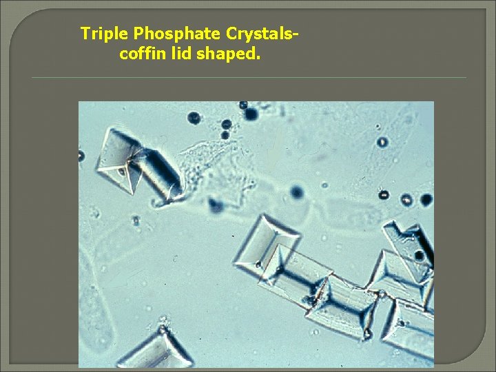 Triple Phosphate Crystalscoffin lid shaped. 