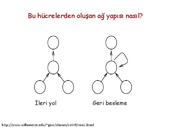 Bu hücrelerden oluşan ağ yapısı nasıl? İleri yol Geri besleme http: //www. willamette. edu/~gorr/classes/cs