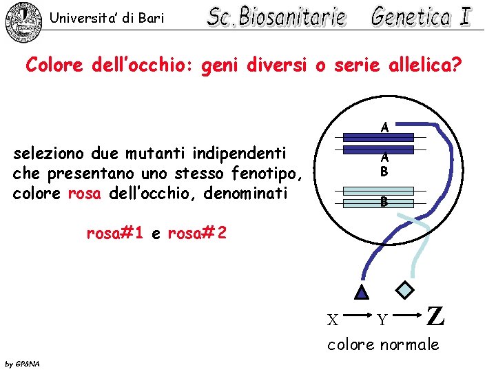 Universita’ di Bari Colore dell’occhio: geni diversi o serie allelica? A seleziono due mutanti