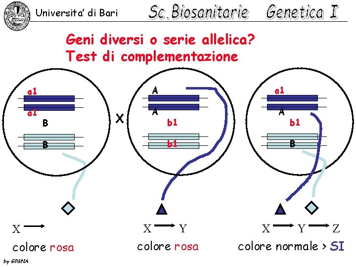 Universita’ di Bari Geni diversi o serie allelica? Test di complementazione a 1 A