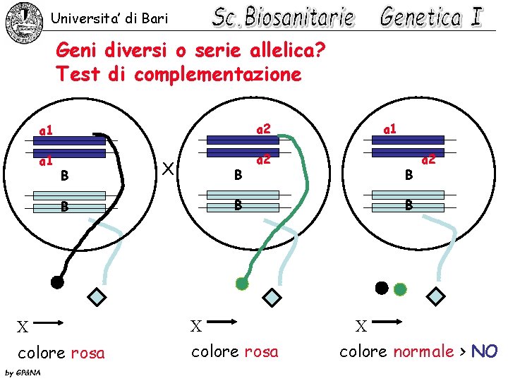 Universita’ di Bari Geni diversi o serie allelica? Test di complementazione a 1 a