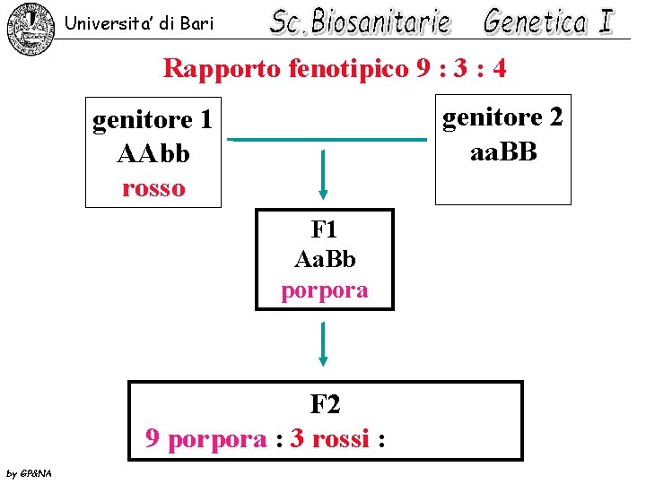 Universita’ di Bari Rapporto fenotipico 9 : 3 : 4 genitore 2 aa. BB