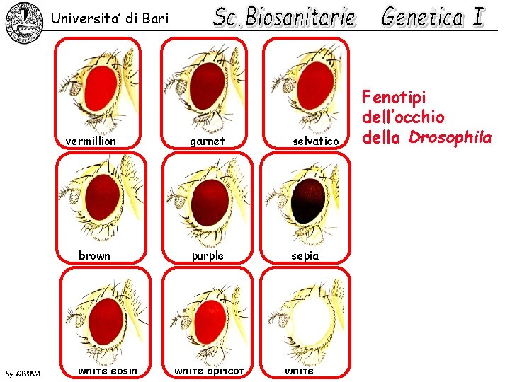 Universita’ di Bari vermillion brown by GP&NA white eosin garnet selvatico purple sepia white