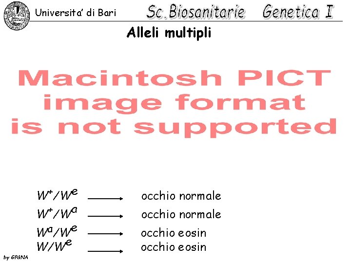 Universita’ di Bari Alleli multipli W+/We W+/Wa by GP&NA Wa/We W/We occhio normale occhio