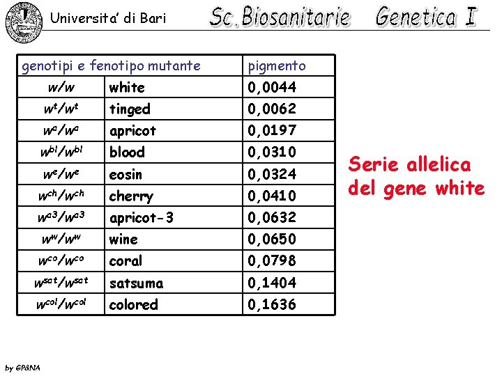 Universita’ di Bari genotipi e fenotipo mutante pigmento w/w white 0, 0044 wt/wt tinged