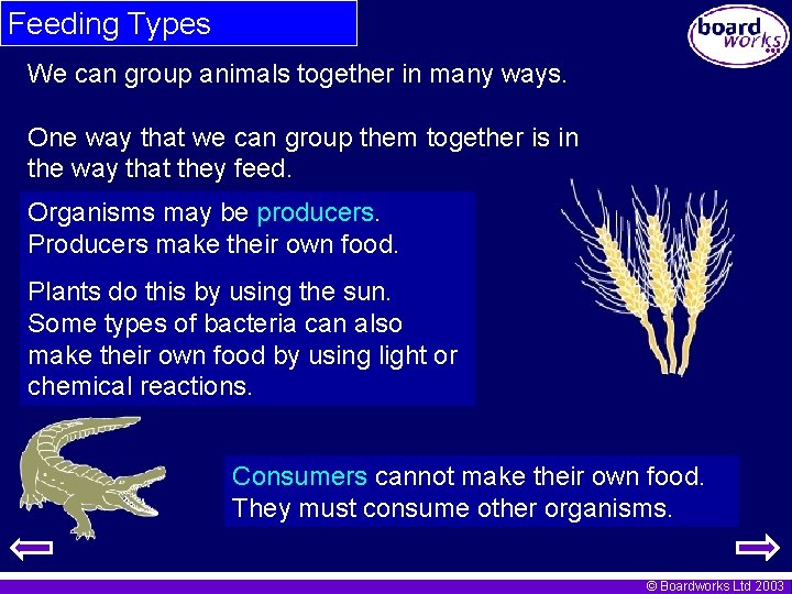 Feeding Types We can group animals together in many ways. One way that we