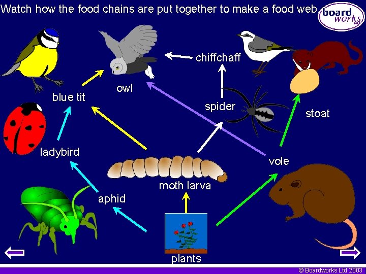Watch how the food chains are put together to make a food web. chiffchaff
