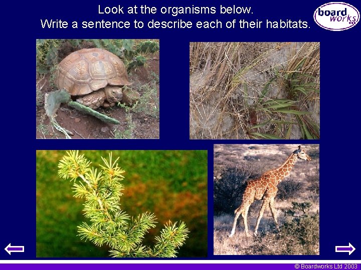 Look at the organisms below. Write a sentence to describe each of their habitats.