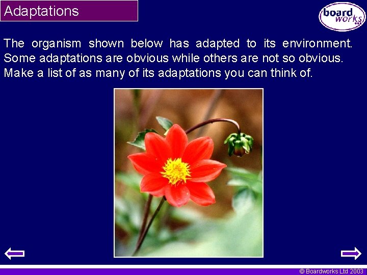 Adaptations The organism shown below has adapted to its environment. Some adaptations are obvious