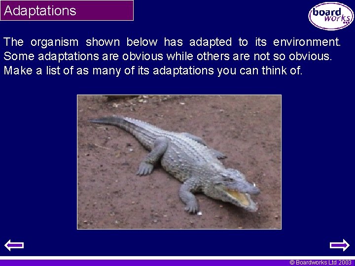 Adaptations The organism shown below has adapted to its environment. Some adaptations are obvious