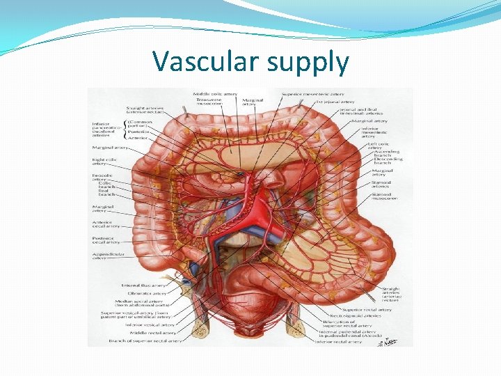 Vascular supply 