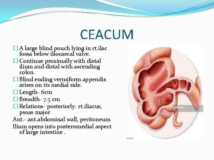 CEACUM � A large blind pouch lying in rt. ilac fossa below iliocaecal valve.