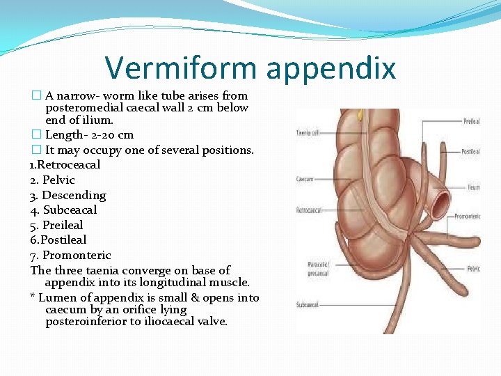 Vermiform appendix � A narrow- worm like tube arises from posteromedial caecal wall 2
