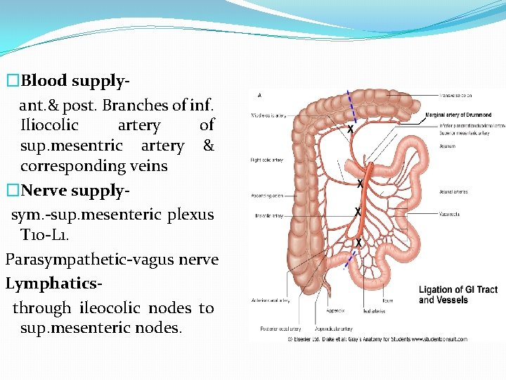 �Blood supplyant. & post. Branches of inf. Iliocolic artery of sup. mesentric artery &